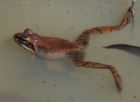 Wood Frog
